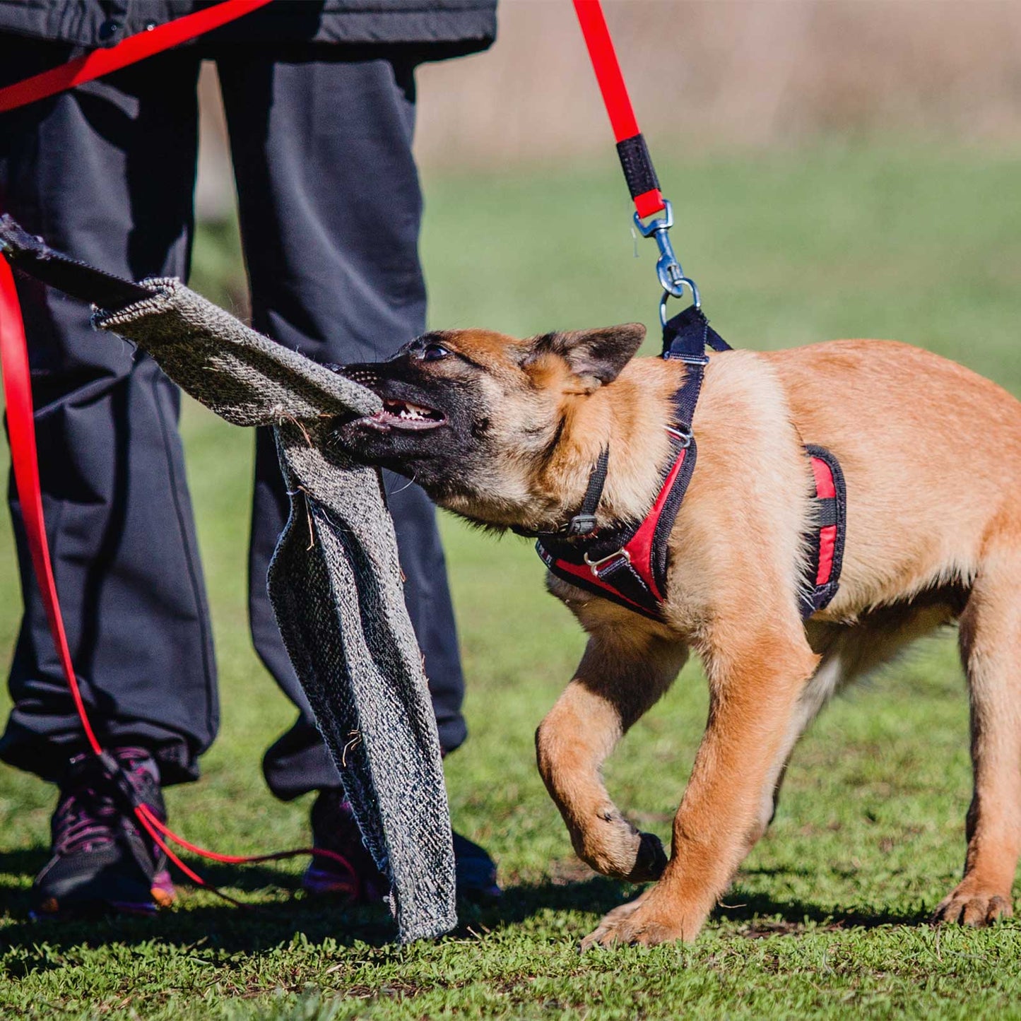 Raising Great Dogs- A Puppy Foundation Course